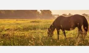 马的喂养方法研究检查对健康和福祉的影响