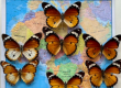 科学家发现王冠蝴蝶如何模仿非洲女王